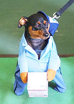 Dog in mailman costume for BCYF costume contest.