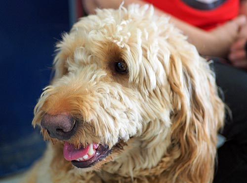 One of our Best Friends Volunteer Canines