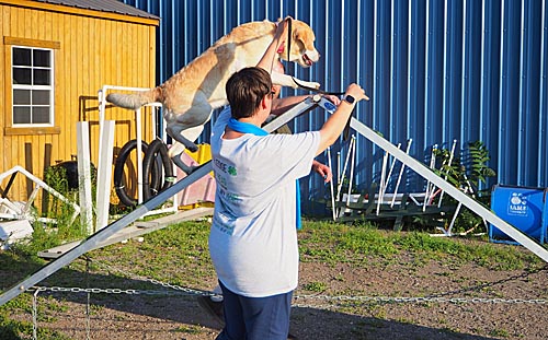 4-H'er, dog on agility bridge.